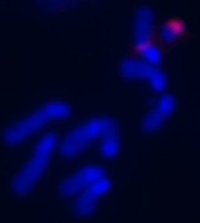 example image