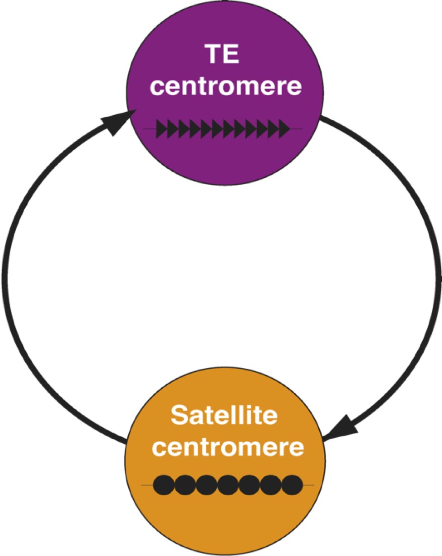 Centromere conflicts